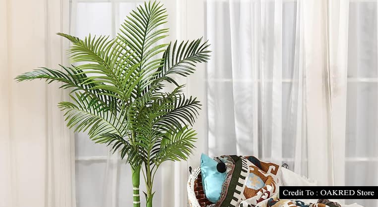 palm tree plant indoor