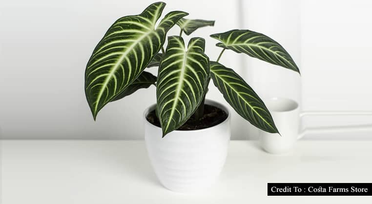 costa farms plants