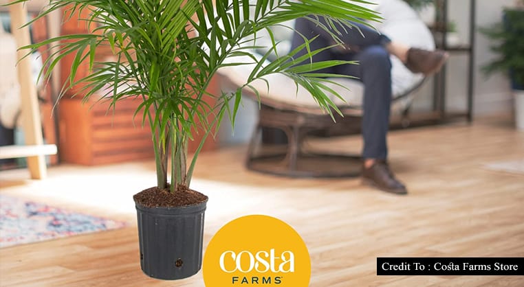 indoor palm trees