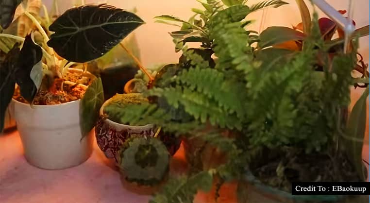 low light succulents