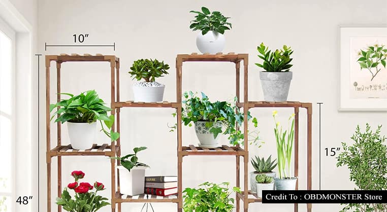 indoor outdoor plants